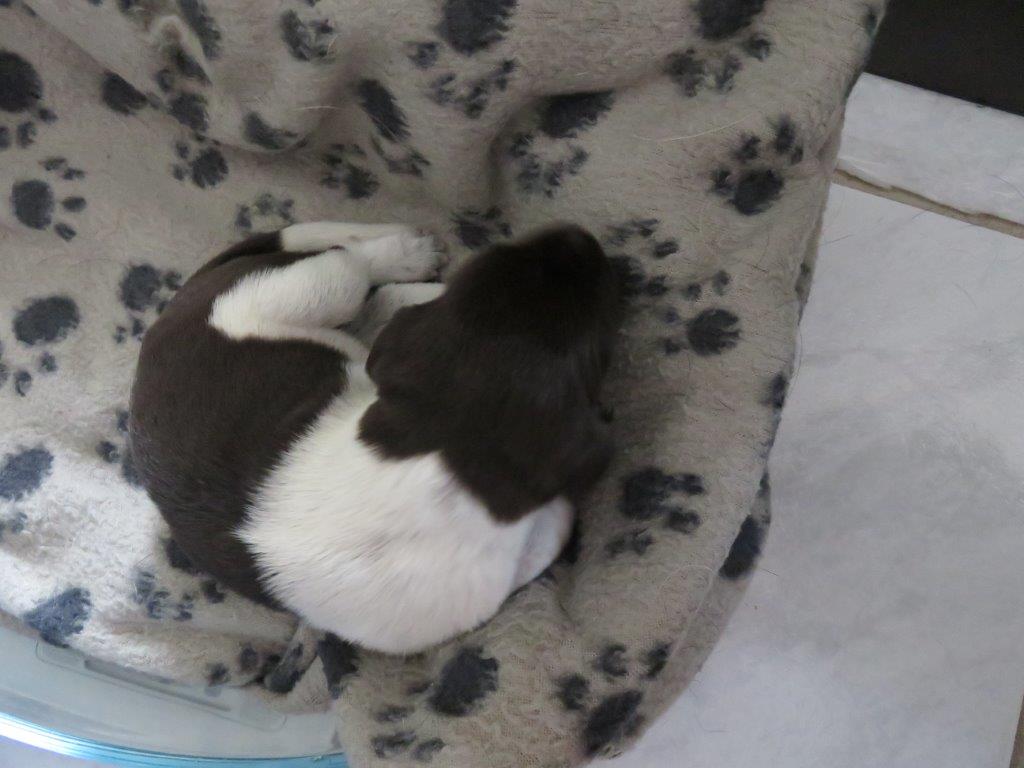 Coco